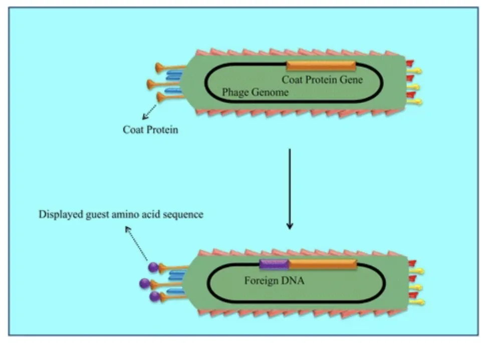 Schematic Representation of Phage Display - Cloning foreign DNA into the gene which encodes one of the phage coat proteins leads to the expression of the guest amino acid sequence as part of the relevant coat protein on the phage surface. In phage display the displayed peptide (phenotype: tested for binding to target) and its encoding nucleotide sequence (genotype) are physically linked together in an individual phage particle. When the inserted foreign DNA is a large library of different DNA sequences (one sequence incorporated for each phage particle), the expressed peptides corresponding to the DNA diversity are correspondingly diverse in amino acid sequence. The diverse peptide sequences at the end of the phage particle are then tested for their ability to bind the phage (and their DNA) to the target metal or mineral. Bound phage are recovered after washing non-bound phage away, amplified in bacteria and retested in sequential rounds of “panning” to identify binding phage and the corresponding peptide sequence. (diagram from J. biomedical Science 23: article 66, 2016)