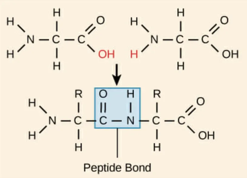 Amino Acids are Joined into a Peptide via Peptide Bonds - To make a peptide, individual amino acids are joined together in living cells or in chemical synthesis, by a covalent bond called a peptide bond. Two amino acids come together via a dehydration reaction where 2 hydrogen and 1 oxygen are removed from the two amino acids. Hence, a peptide of 10 amino acids would have 9 peptide bonds, one amino terminus and one carboxy terminus. Credit: biologydictionary.net