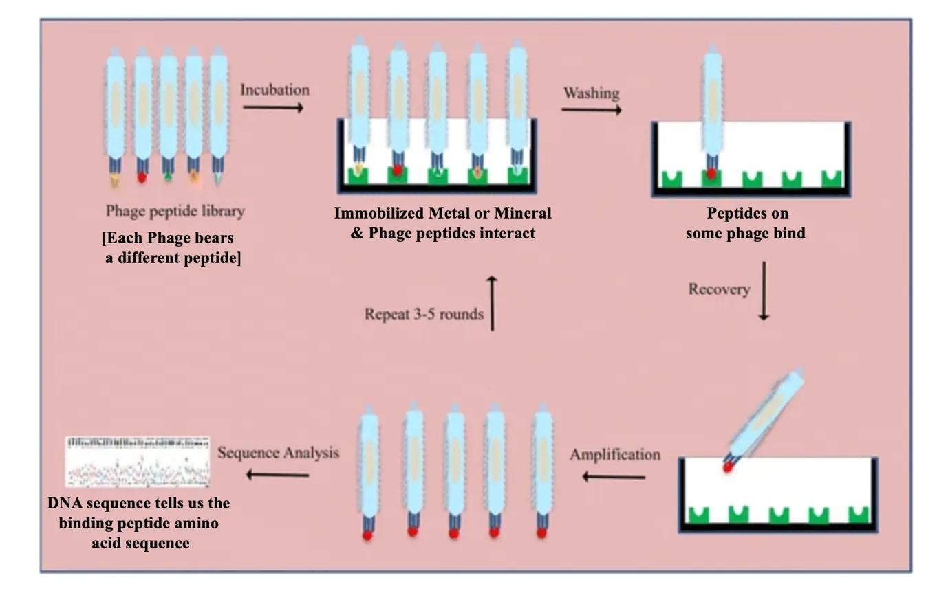Biopanning for Identification of Target-Specific Phage-Displayed Peptides - Incubation of a randomised peptide phage display library with the mineral or metal target is followed sequentially by multiple washing steps (to remove unbound phage), recovery of target-bound phage, and their amplification through bacterial infection. These steps are repeated 3–5 rounds. Finally, selected phage clones displaying peptides with the highest affinity towards the target are identified through DNA sequencing. (diagram from J. biomedical Science 23: article 66, 2016) .