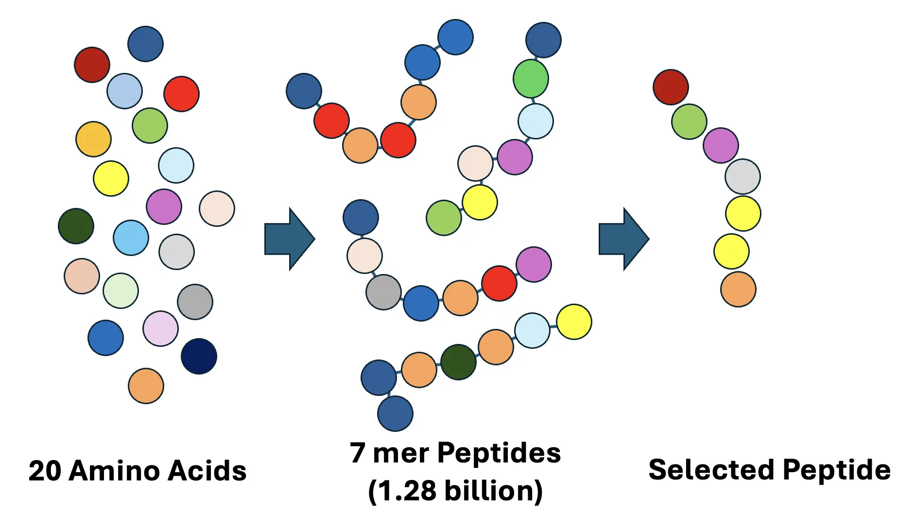 Amino Acid Diversity in Peptides - The 20 natural amino acids can be expressed as 7 amino acid long peptides via phage display technology, for example, representing tremendous structural diversity in a “library”. When the peptide library is screened for binding and selected over repeated cycles for binding to target metal, we identify 10s of peptides that bind selectively, one example shown here.