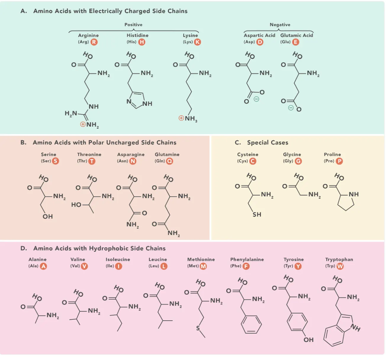 Diversity of Amino Acid Structures - The chemical structures of the 20 natural amino acids that make up proteins and peptides. Credit: Technology Networks